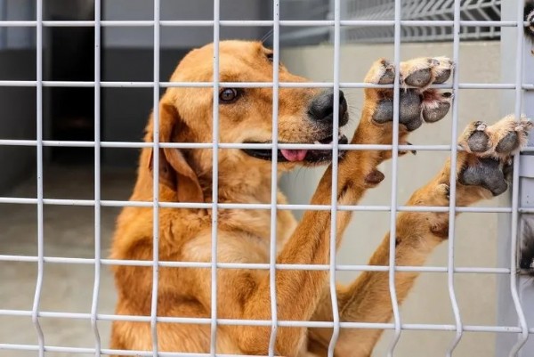 CHP'nin hayvanseverlik algısı çöktü: Sokak hayvanları için tek bir barınak bile inşa etmediler!